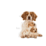 SHN MEDIUM STARTER M-B DOG - ADULTO Y CACHORRO.png